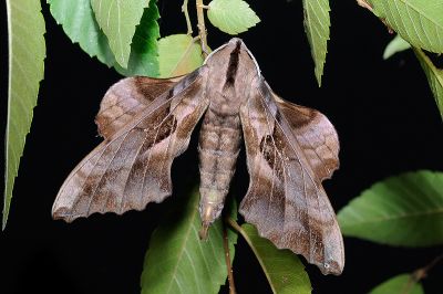盾天蛾 Phyllosphingia dissimilis dissimilis 雄蟲