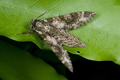 白星天蛾 Dolbina inexacta 雄蟲