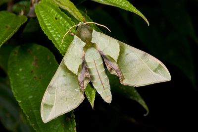 榆綠天蛾 Callambulyx tatarinovii formosana 雄蟲