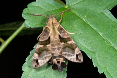小斜帶長喙天蛾 Macroglossum ungues cheni 雄蟲