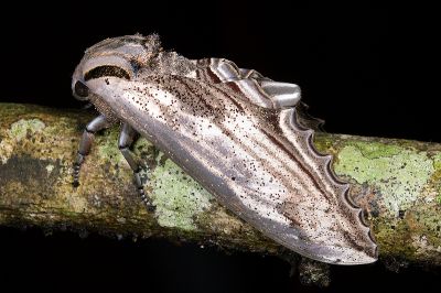 鋸翅天蛾 Langia zenzeroides formosana 雄蟲