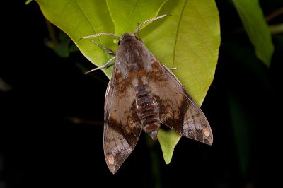 斜帶天蛾 Dahira obliquifascia 雄蟲