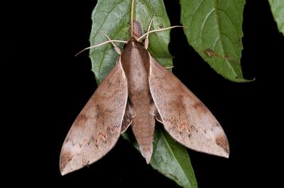鋸線天蛾 Acosmerycoides harterti 雄蟲