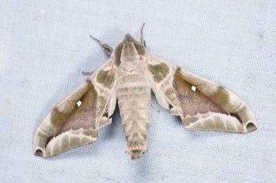 構月天蛾 Parum colligata 雄蟲