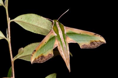 斜綠天蛾 Pergesa acteus 雄蟲