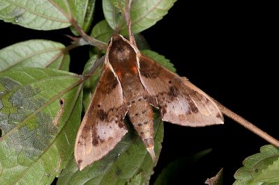 雙斑白肩天蛾 Rhagastis binoculata 雄蟲