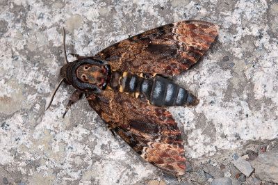 人面天蛾 Acherontia lachesis 雄蟲