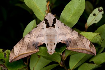 臺灣鷹翅天蛾 Ambulyx sericeipennis 雄蟲