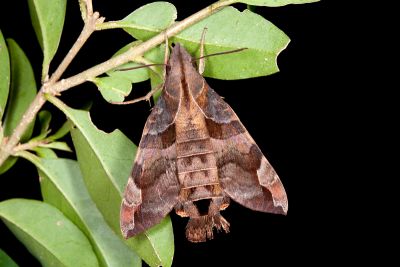 北京長喙天蛾 Macroglossum saga 雌蟲