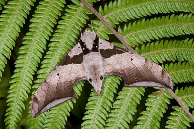 黑帶鷹翅天蛾 Ambulyx japonica angustifasciata 雌蟲