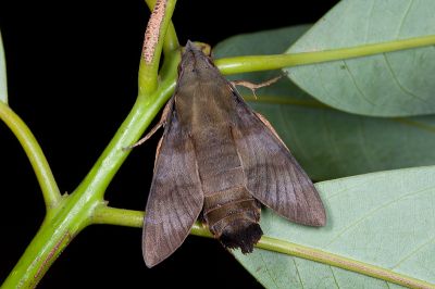 平帶長喙天蛾 Macroglossum corythus corythus 雄蟲