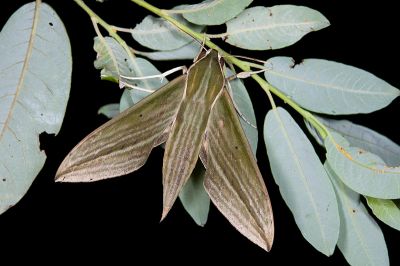 泛綠背線天蛾 Cechetra subangustata 雄蟲