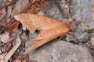 黃斑索天蛾 Smerinthulus perversa flavomaculatus 雌蟲