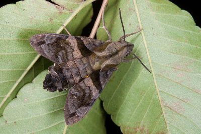 黃斑長喙天蛾 Macroglossum pyrrhosticta 雄蟲
