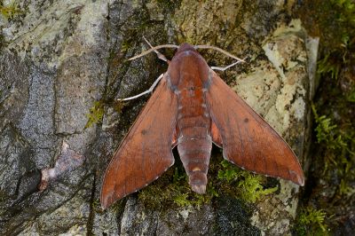 赭色斜帶天蛾 Dahira rubiginosa 雄蟲