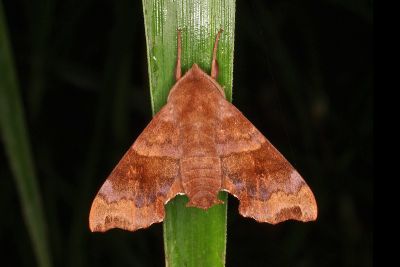 楓天蛾 Cypoides chinensis 雄蟲