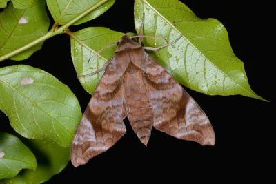 半緣缺角天蛾 Acosmeryx castanea 雄蟲