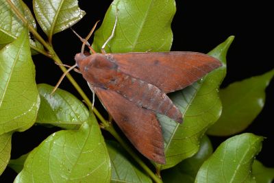 赭色斜帶天蛾 Dahira rubiginosa 雄蟲