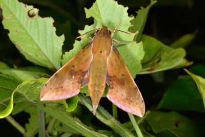 臺灣白肩天蛾 Rhagastis castor formosana 雄蟲