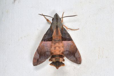虎皮楠長喙天蛾 Macroglossum passalus 雄蟲