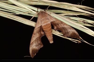 中國齒翅天蛾 Polyptychus chinensis chinensis 雄蟲