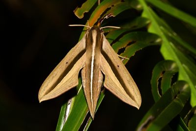 條紋天蛾 Theretra silhetensis silhetensis 雄蟲