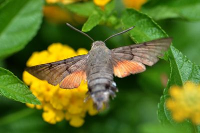 後黃長喙天蛾 Macroglossum stellatarum 雌蟲