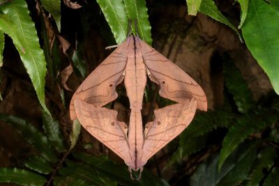 直翅六點天蛾 Marumba cristata bukaiana 交尾中個體