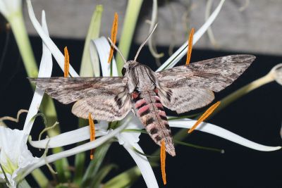 白薯天蛾 Agrius convolvuli 雌蟲