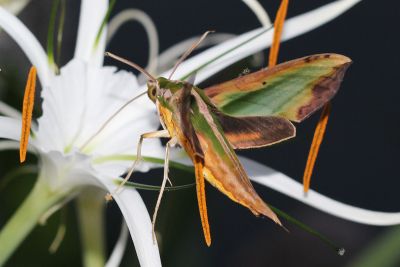 斜綠天蛾 Pergesa acteus 雌蟲
