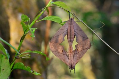 直翅六點天蛾 Marumba cristata bukaiana 交尾中個體