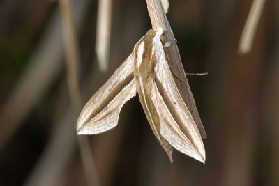 條紋天蛾 Theretra silhetensis silhetensis 雄蟲