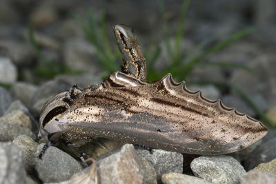 鋸翅天蛾 Langia zenzeroides formosana 雄蟲