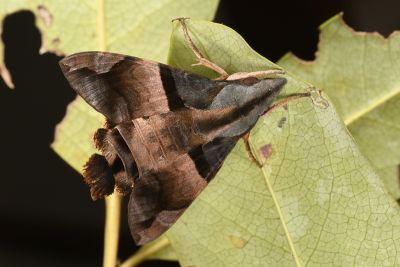 虎皮楠長喙天蛾 Macroglossum passalus 雄蟲