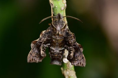 三角凹緣天蛾 Neogurelca himachala sangaica 雌蟲