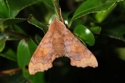 楓天蛾 Cypoides chinensis 雄蟲
