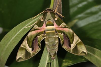 粉綠白腰天蛾 Daphnis nerii 性別不明