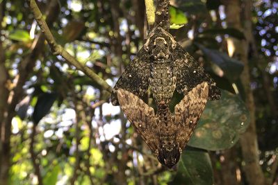 臺灣白星天蛾 Dolbina formosana