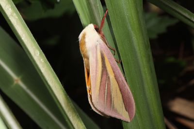黃條天蛾 Leucophlebia lineata 雄蟲