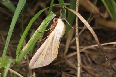 黃條天蛾 Leucophlebia lineata 雄蟲
