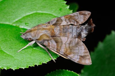 灰紋長喙天蛾 Macroglossum neotroglodytus 雄蟲