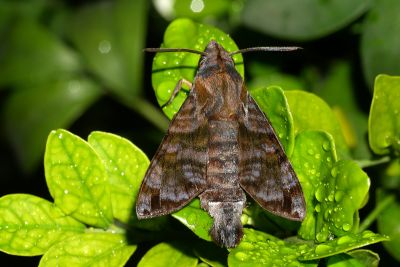 灰紋長喙天蛾 Macroglossum neotroglodytus 雌蟲