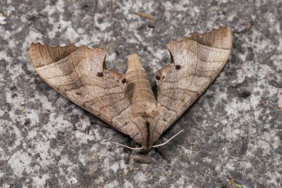 椴六點天蛾 Marumba dyras 雌蟲