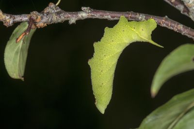 桃紅六點天蛾 Marumba gaschkewitschii gressitti
