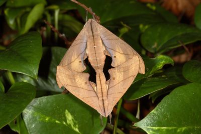 直翅六點天蛾 Marumba cristata bukaiana 交尾中個體
