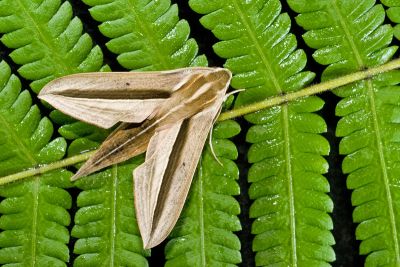 條紋天蛾 Theretra silhetensis silhetensis