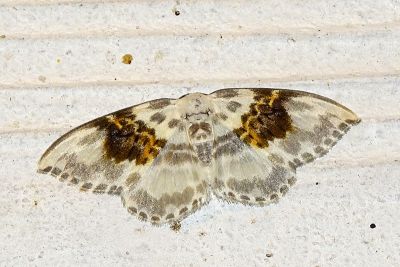 豹紋鉤蛾 Callicilix abraxata nguldoe 雄蟲
