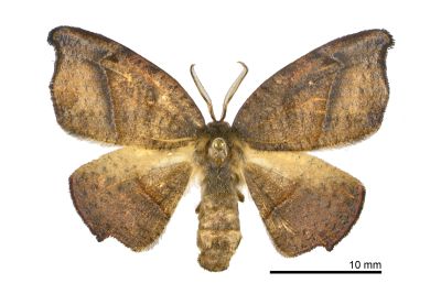 Amphitorna purpureofascia 雌蟲