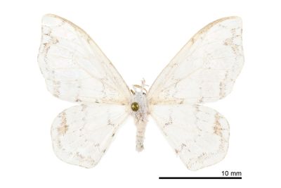 阿里山銀鉤蛾 Auzatellodes arizana 雄蟲