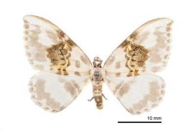 豹紋鉤蛾 Callicilix abraxata nguldoe 雄蟲